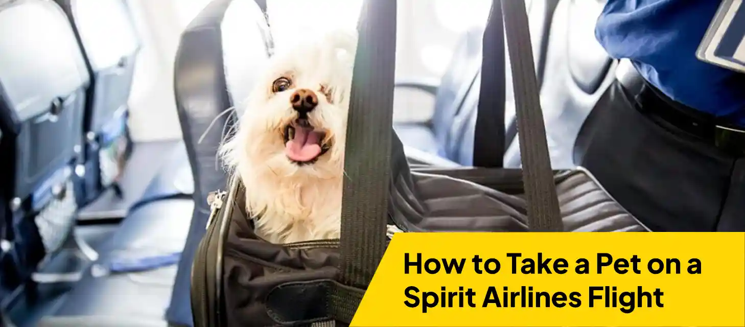 how-to-take-a-pet-on-a-spirit-airlines-flight