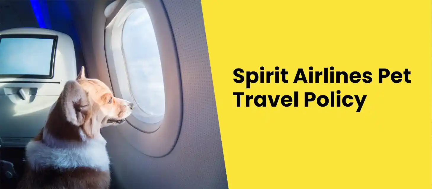 Spirit Airlines Pet Policy