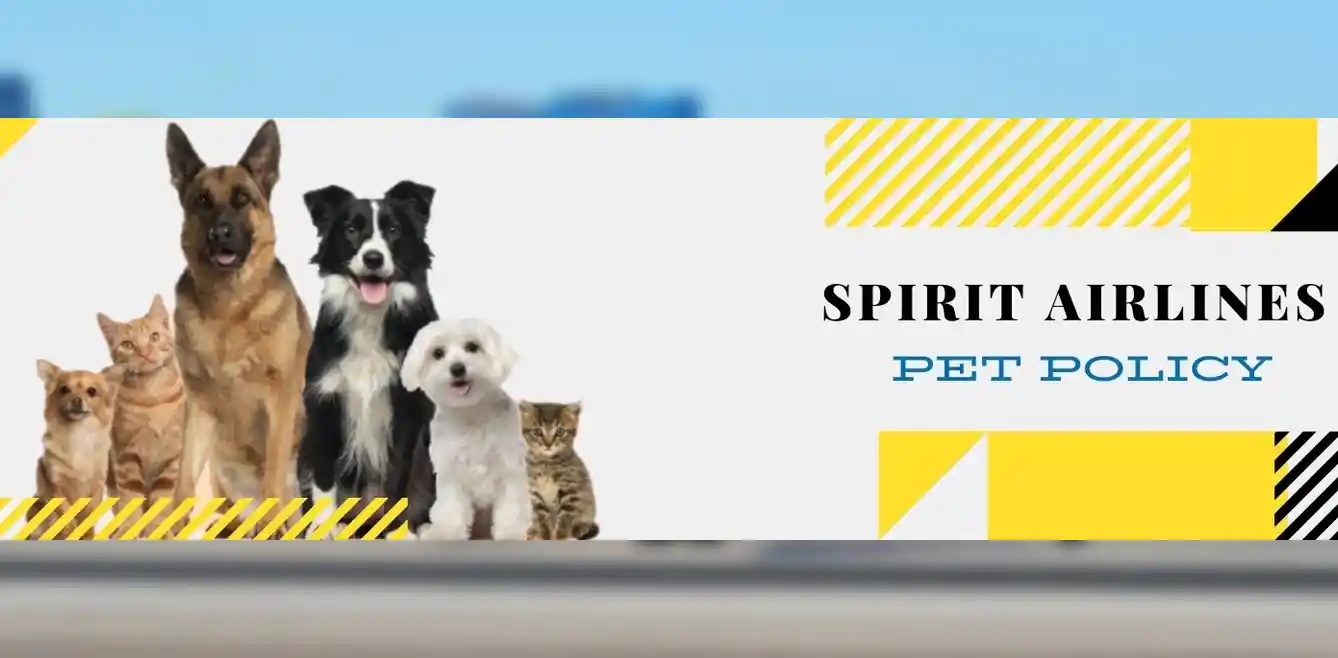 Pet Policies for Dogs, Rabbits, Cats, and Birds on Spirit Airlines